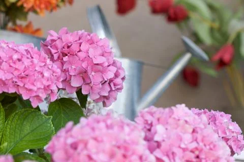 Beautiful Hydrangea Blossoms Stock Photos