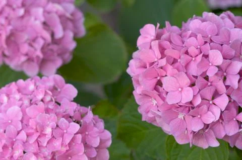 Beautiful Hydrangea Blossoms Stock Photos