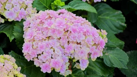 Beautiful hydrangea bush in landscape design. Stock Footage 305218869