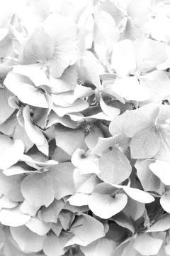Beautiful hydrangea flower as background, closeup. Black and white effect Stock Photos