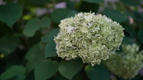 Beautiful hydrangea flower head in soft green tones against blurred foliage Stock Footage 342084723