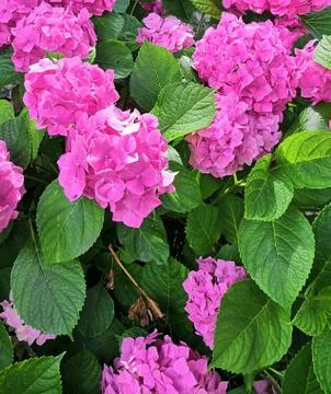 Beautiful Hydrangea flower in Monastery Moraca, Montenegro Stock Photos