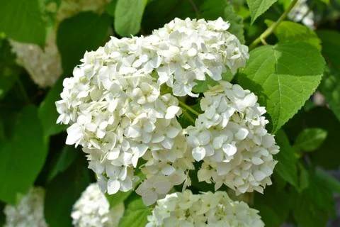 Beautiful Hydrangea flower in Monastery Moraca, Montenegro Stock Photos