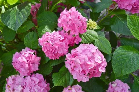 Beautiful Hydrangea flower in Monastery Moraca, Montenegro Stock Photos