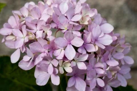 Beautiful Hydrangea flower Stock Photos