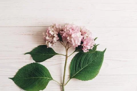 Beautiful hydrangea flower on rustic white wood, flat lay with space for text Foto stock
