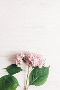 Beautiful hydrangea flower on rustic white wood, flat lay with space for text Foto stock