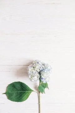 Beautiful hydrangea flower on rustic white wood, flat lay with space for text 写真素材