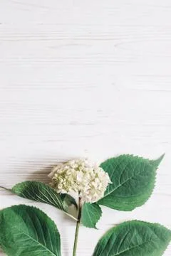 Beautiful hydrangea flower on rustic white wood, flat lay with space for text Foto stock