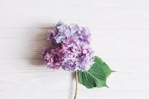 Beautiful hydrangea flower on rustic white wood, flat lay with space for text Stock Photos