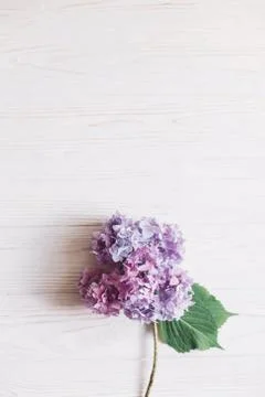 Beautiful hydrangea flower on rustic white wood, flat lay with space for text Stock Photos