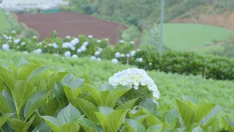Beautiful Hydrangea Flowers Blooming in a Lush Hillside Farm Stock-Footage 340998718
