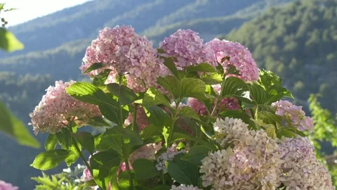 Beautiful hydrangea flowers blooming with mountains in background. Perfect for Stock Footage 317320343