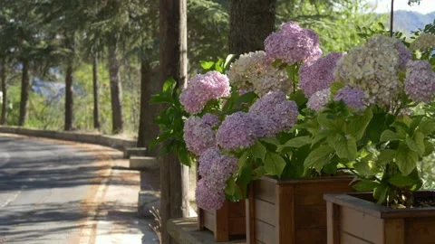 Beautiful hydrangea flowers blooming with mountains in background. Perfect for Stock Footage 317321406