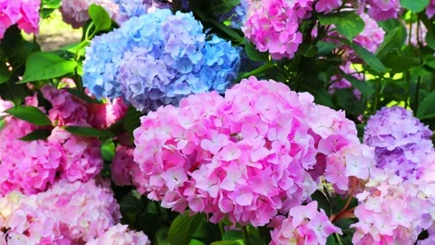 Beautiful hydrangea flowers of different varieties and hues of pink and blue Stock Footage 218201824