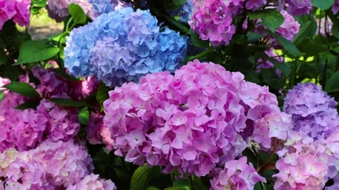 Beautiful hydrangea flowers of different varieties and hues of pink and blue Stock Footage 261160644
