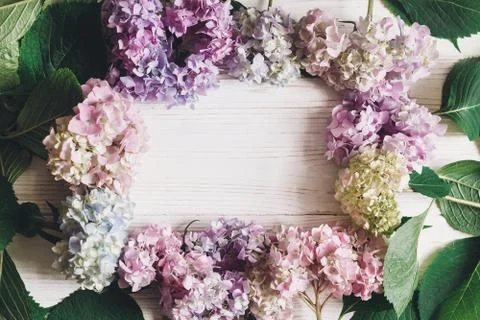 Beautiful hydrangea flowers frame on rustic white wood, flat lay. Colorful pi 스톡 사진