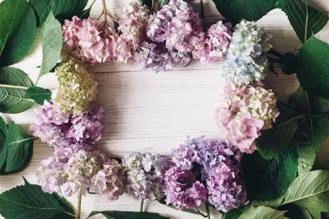 Beautiful hydrangea flowers frame on rustic white wood, flat lay. Colorful pi Stock Photos