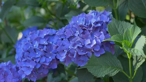 Beautiful hydrangea flowers in full bloom. Purple and blue petals under sunlight Video stock 317317425