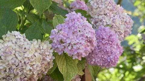 Beautiful hydrangea flowers in full bloom. Pink petals under sunlight. Perfect Video stock 317319288