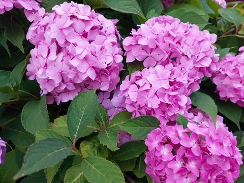 Beautiful Hydrangea Flowers in Full Bloom During a Sunny Afternoon in a Gar.. Stock Photos