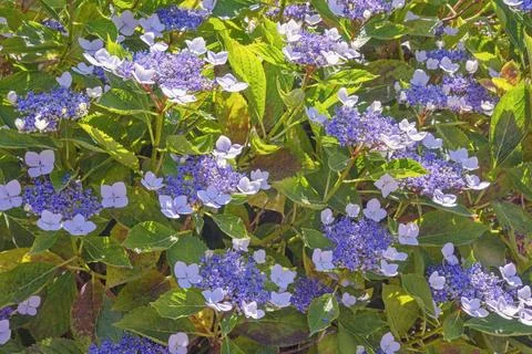Beautiful Hydrangea flowers ( Hydrangea aspera )  in garden Stock Photos