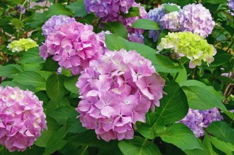 Beautiful hydrangea flowers (  Hydrangea macrophylla ) in garden Stock Photos