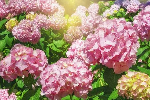 Beautiful Hydrangea flowers - Hydrangea macrophylla - in garden on sunny day Stock Photos