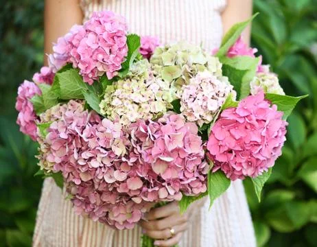 Beautiful hydrangea flowers Stock Photos