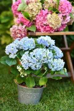 Beautiful hydrangea flowers Stock Photos