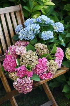 Beautiful hydrangea flowers Stock Photos