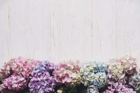 Beautiful hydrangea flowers on rustic white wood, flat lay. Colorful pink,blu Foto stock