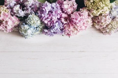 Beautiful hydrangea flowers on rustic white wood, flat lay. Colorful pink,blu Foto stock