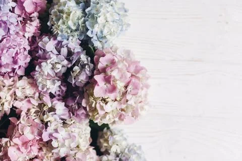 Beautiful hydrangea flowers on rustic white wood, flat lay. Colorful pink,blu Stock Photos