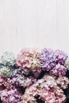 Beautiful hydrangea flowers on rustic white wood, flat lay. Colorful pink,blu 写真素材