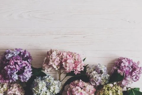 Beautiful hydrangea flowers on rustic white wood, flat lay. Colorful pink,blu Stock Photos