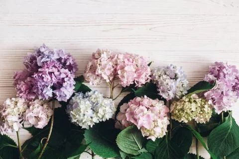 Beautiful hydrangea flowers on rustic white wood, flat lay. Colorful pink,blu Foto stock