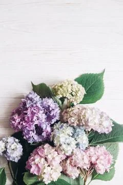 Beautiful hydrangea flowers on rustic white wood with space for text, flat la Stock Photos