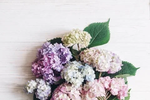 Beautiful hydrangea flowers on rustic white wood, flat lay. Colorful pink,blu Foto stock