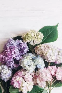 Beautiful hydrangea flowers on rustic white wood with space for text, flat la Stock Photos