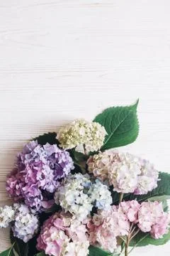 Beautiful hydrangea flowers on rustic white wood with space for text, flat la Stock Photos
