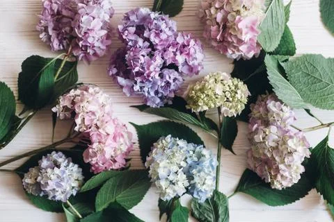 Beautiful hydrangea flowers on rustic white wood, flat lay. Colorful pink,blu Stock Photos