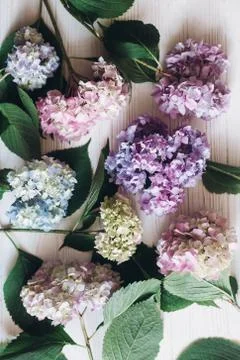 Beautiful hydrangea flowers on rustic white wood, flat lay. Colorful pink,blu Foto stock