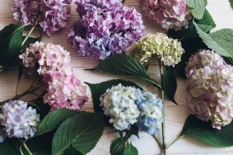 Beautiful hydrangea flowers on rustic white wood, flat lay. Colorful pink,blu 写真素材