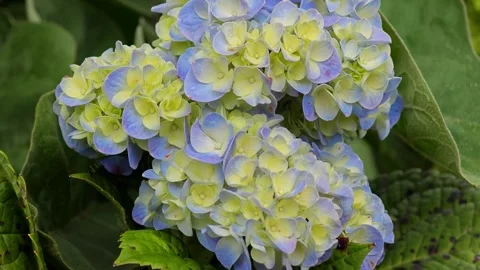 Beautiful hydrangea flowers in selective focus. Stock Footage 304943458