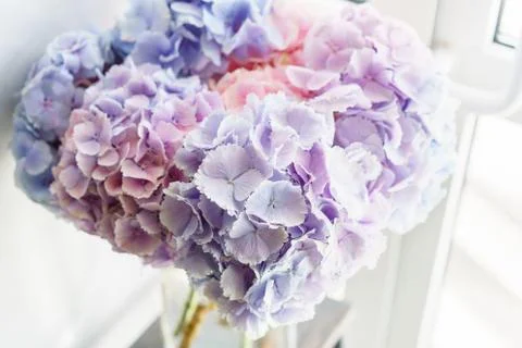 Beautiful hydrangea flowers in a vase on a table . Bouquet of light blue, lilac Stock Photos