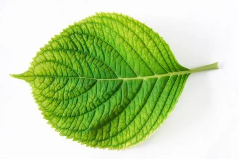 Beautiful hydrangea leaf isolated on a white background. Top view, close up Stock Photos