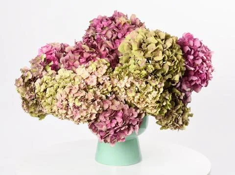 Beautiful hydrangea Foto stock