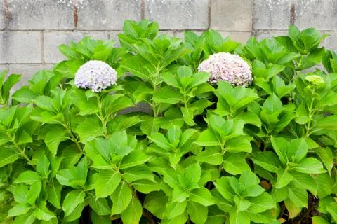 Beautiful hydrangea plant Stock Photos