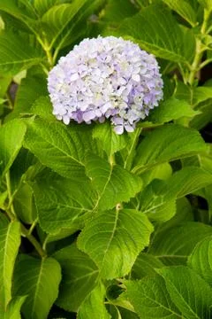 Beautiful hydrangea plant Stock Photos